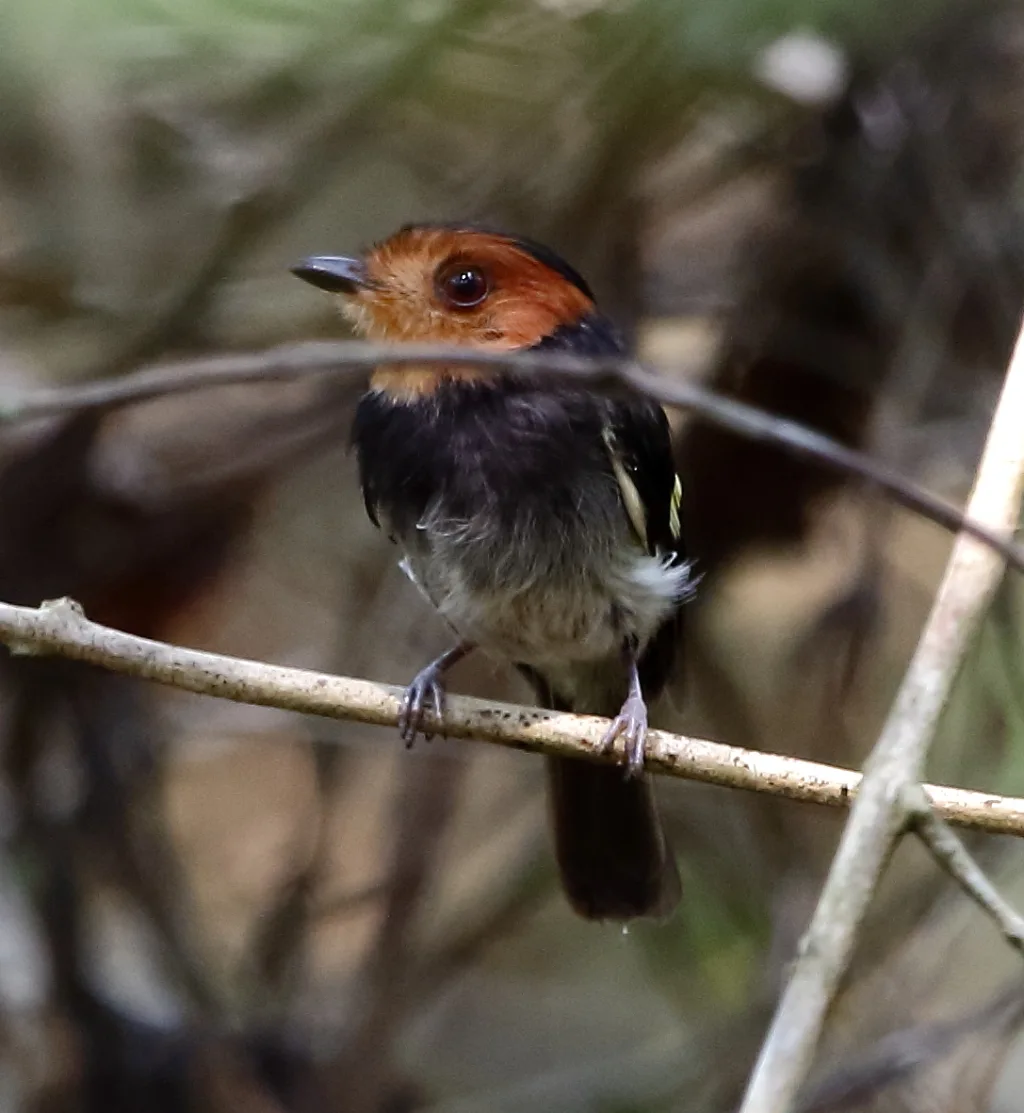 黑胸霸鹟(Taeniotriccus andrei)