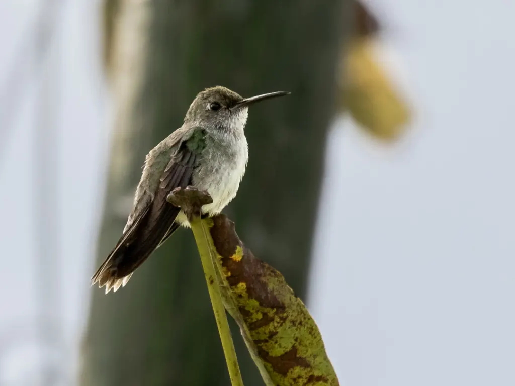 绿斑蜂鸟(Talaphorus chlorocercus)