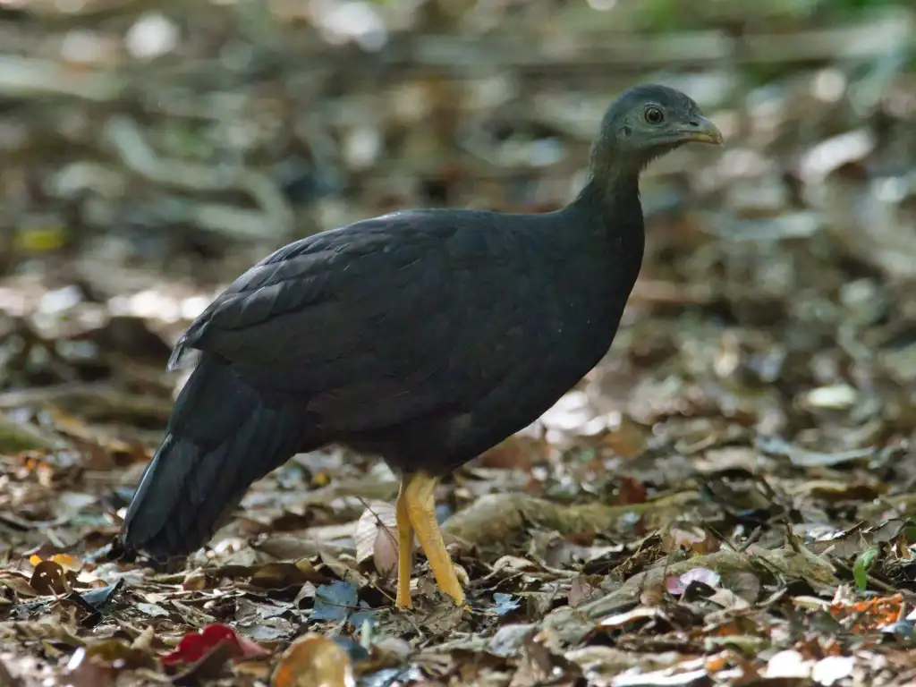 黑嘴塚雉（Talegalla fuscirostris）