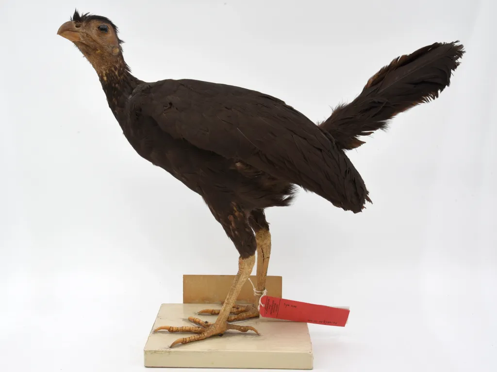 褐领塚雉(Talegalla jobiensis)