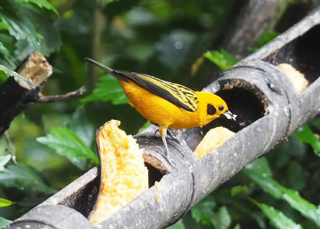 金靓唐纳雀(Tangara arthus)