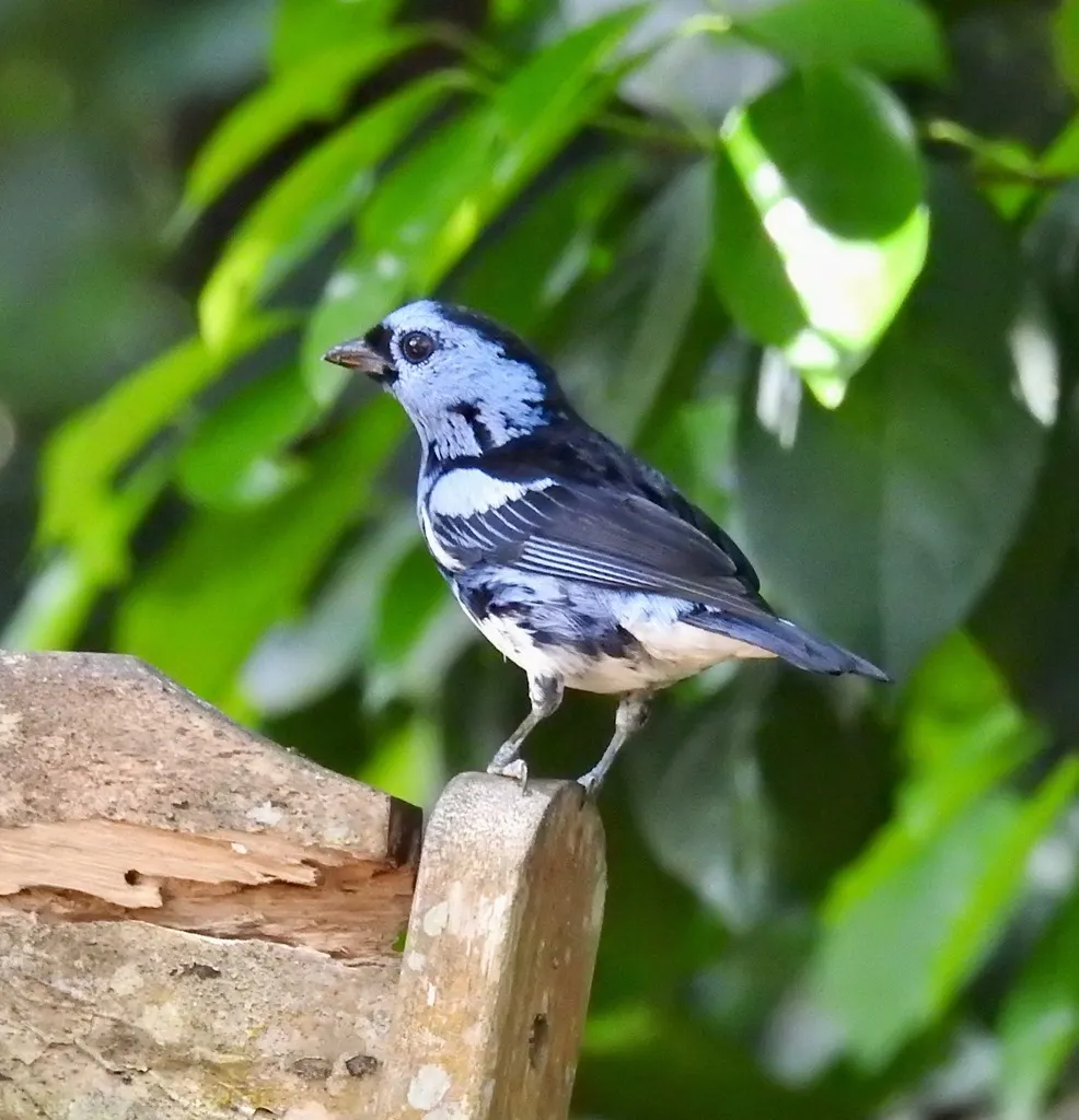 白腹靓唐纳雀(Tangara brasiliensis)