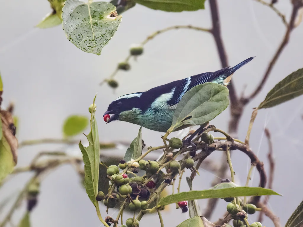 蓝眉靓唐纳雀(Tangara cyanotis)