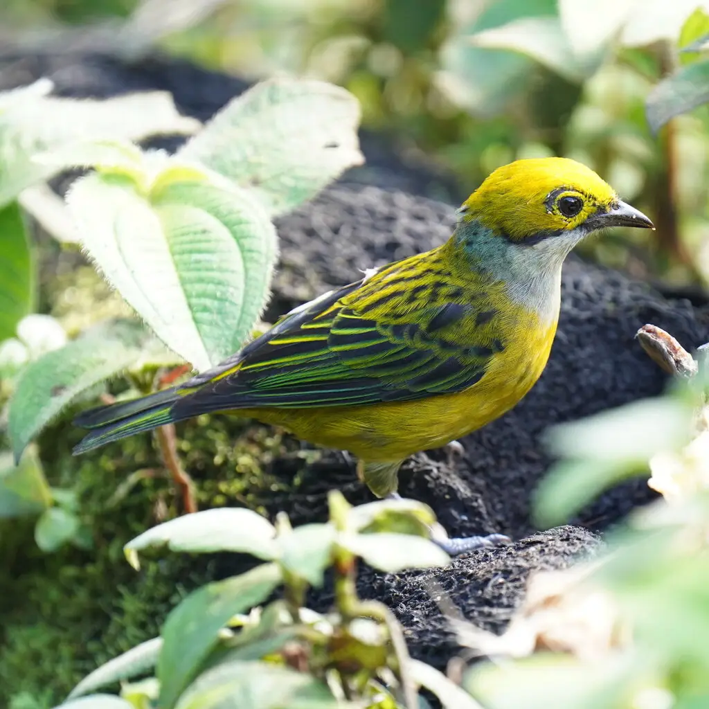 银喉靓唐纳雀(Tangara icterocephala)