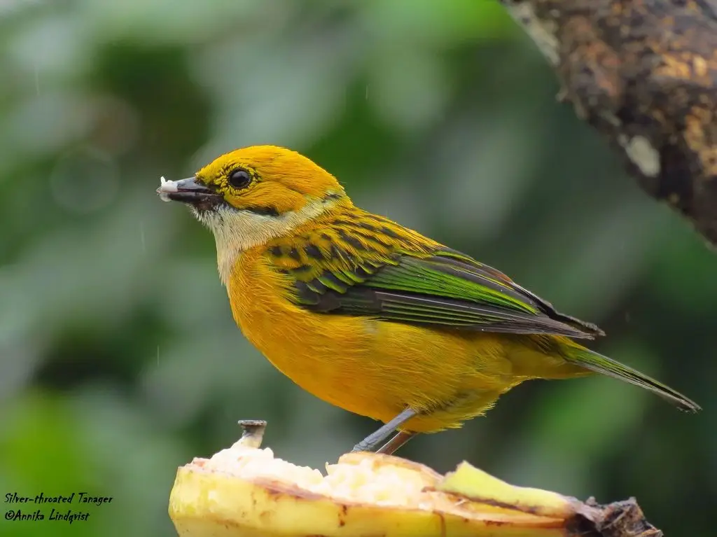 银喉靓唐纳雀(Tangara icterocephala)