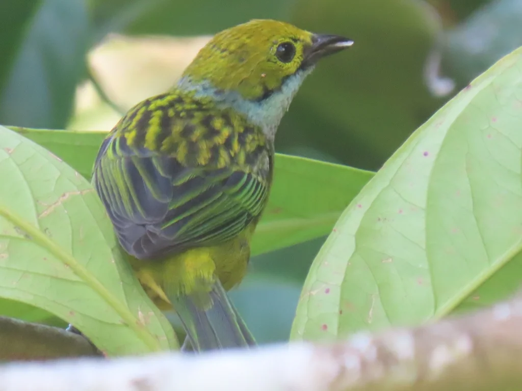 银喉靓唐纳雀(Tangara icterocephala)