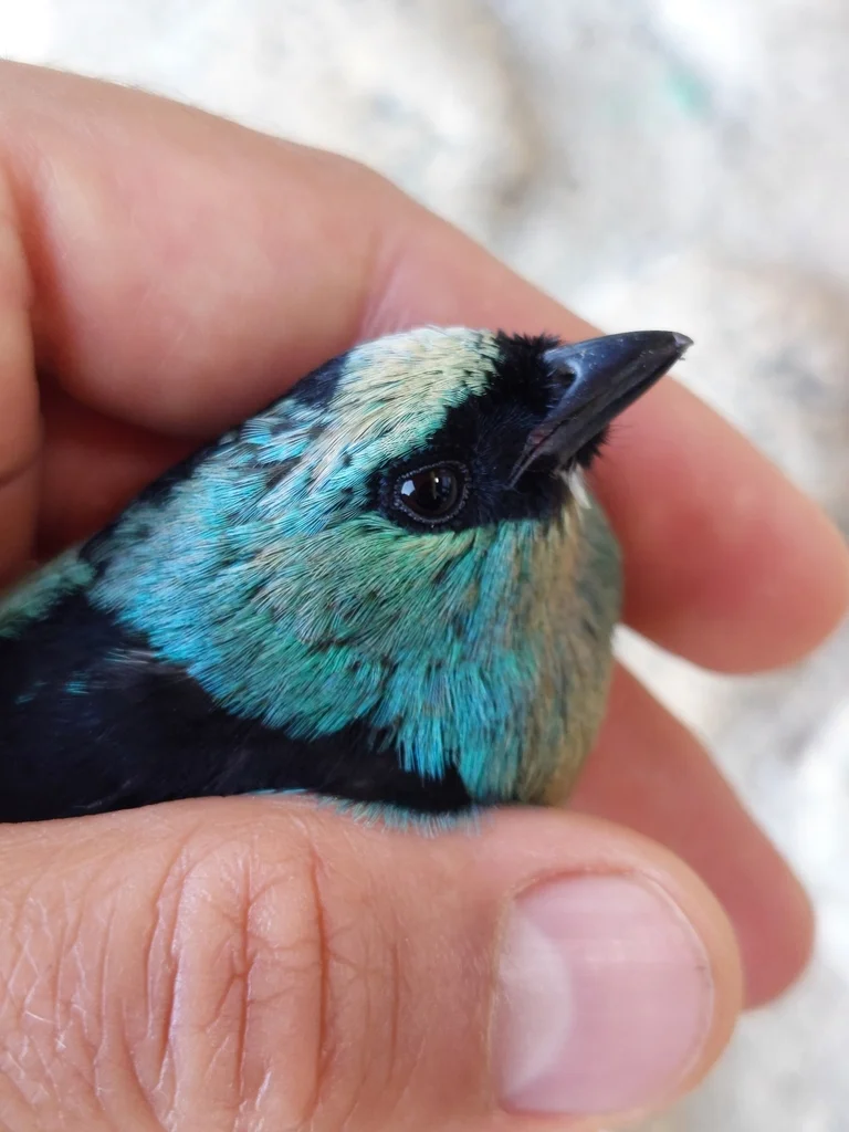 辉绿靓唐纳雀(Tangara labradorides)