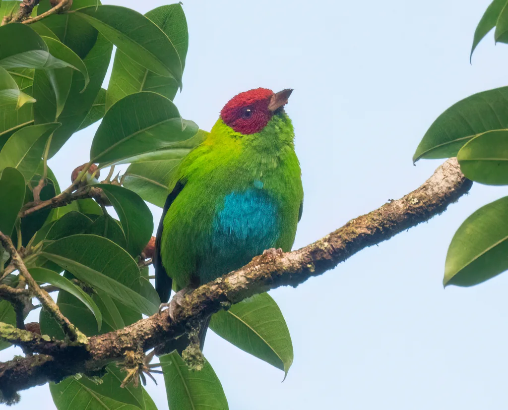 棕翅靓唐纳雀（Tangara lavinia）