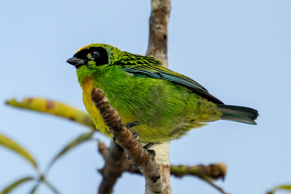 绿金靓唐纳雀(Tangara schrankii)