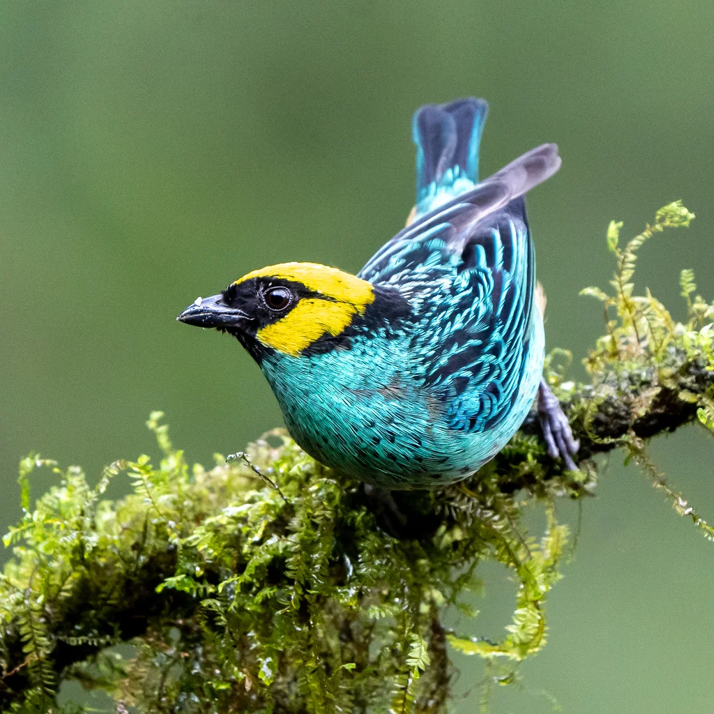 黄顶靓唐纳雀(Tangara xanthocephala)