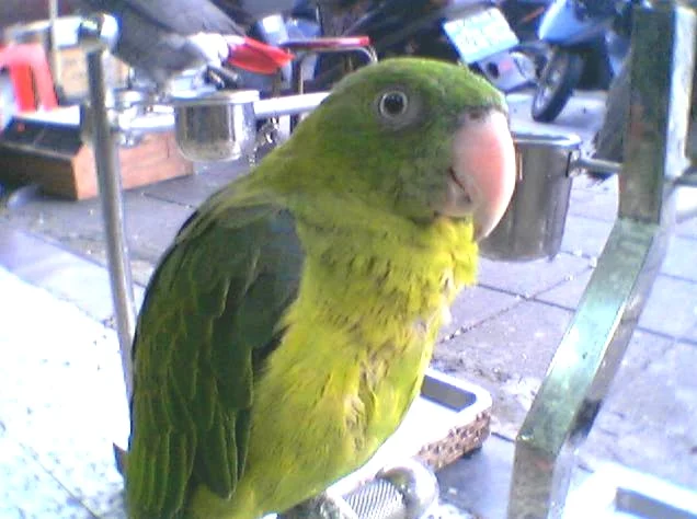 青蓝腰鹦鹉(Tanygnathus sumatranus)