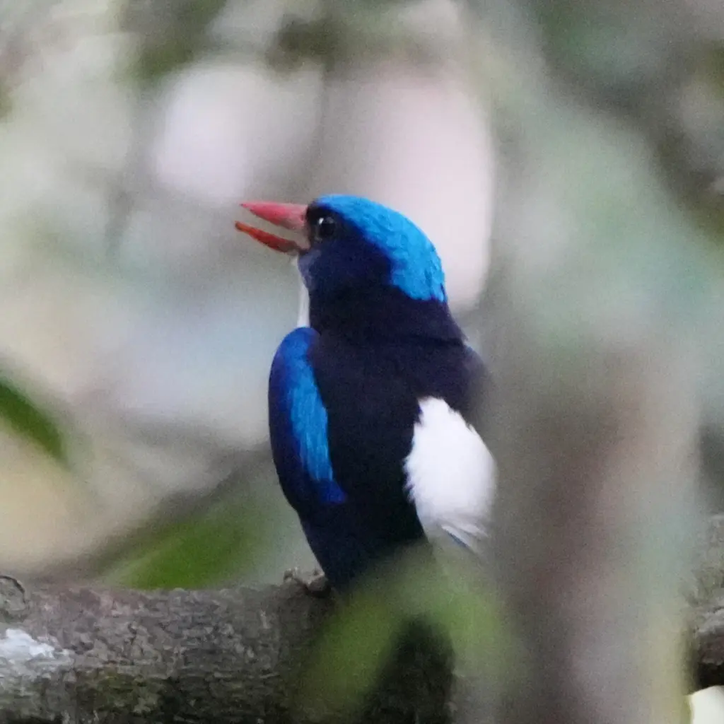 阿鲁仙翡翠(Tanysiptera hydrocharis)