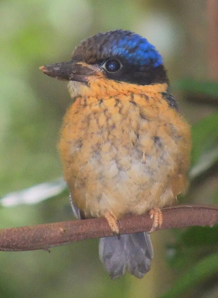白尾仙翡翠(Tanysiptera sylvia)