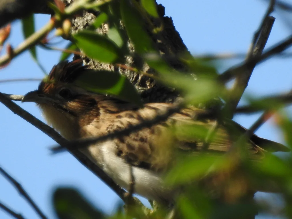 纵纹鹃(Tapera naevia)