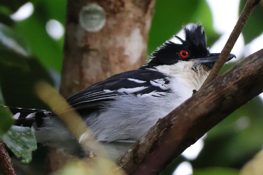 大蚁鵙(Taraba major)