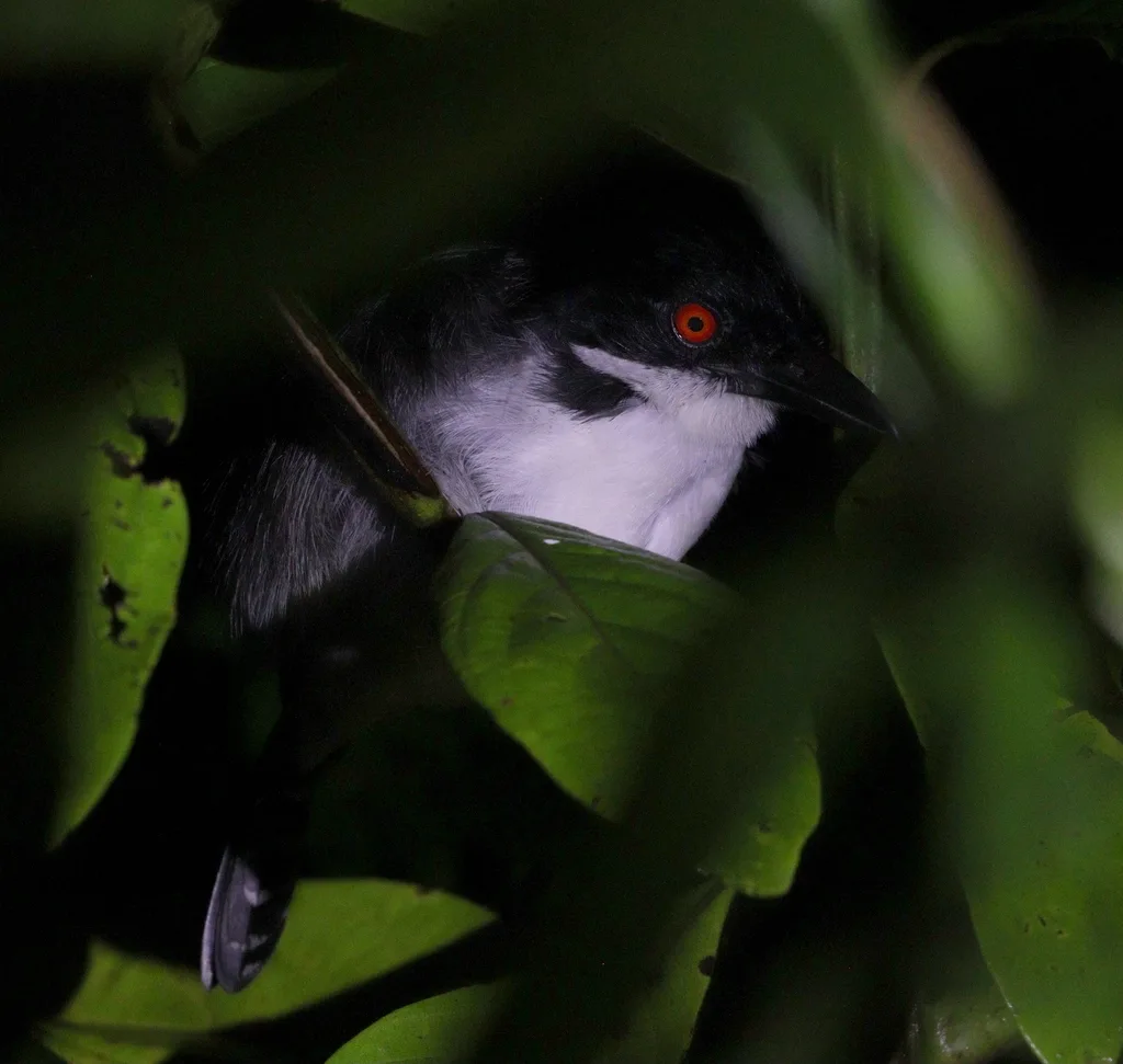 大蚁鵙(Taraba major)