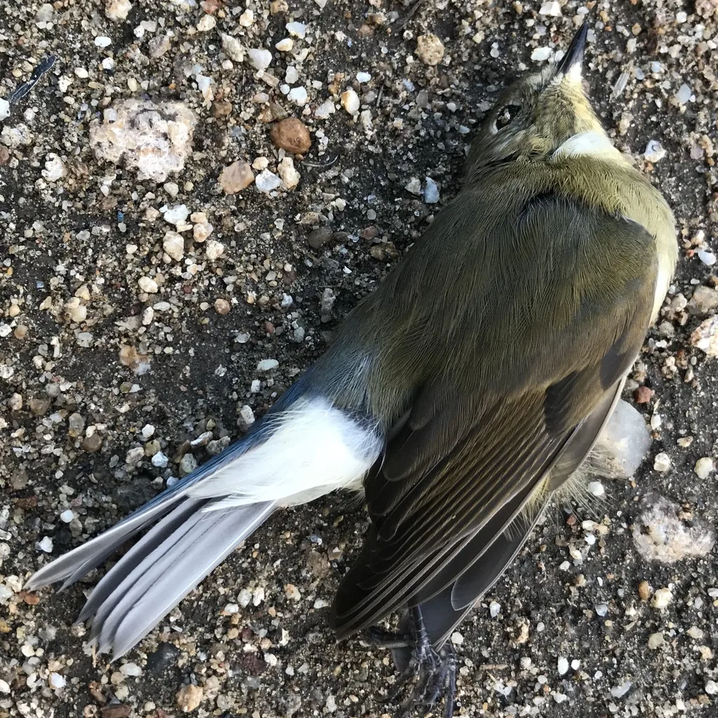 红胁蓝尾鸲(Tarsiger cyanurus)