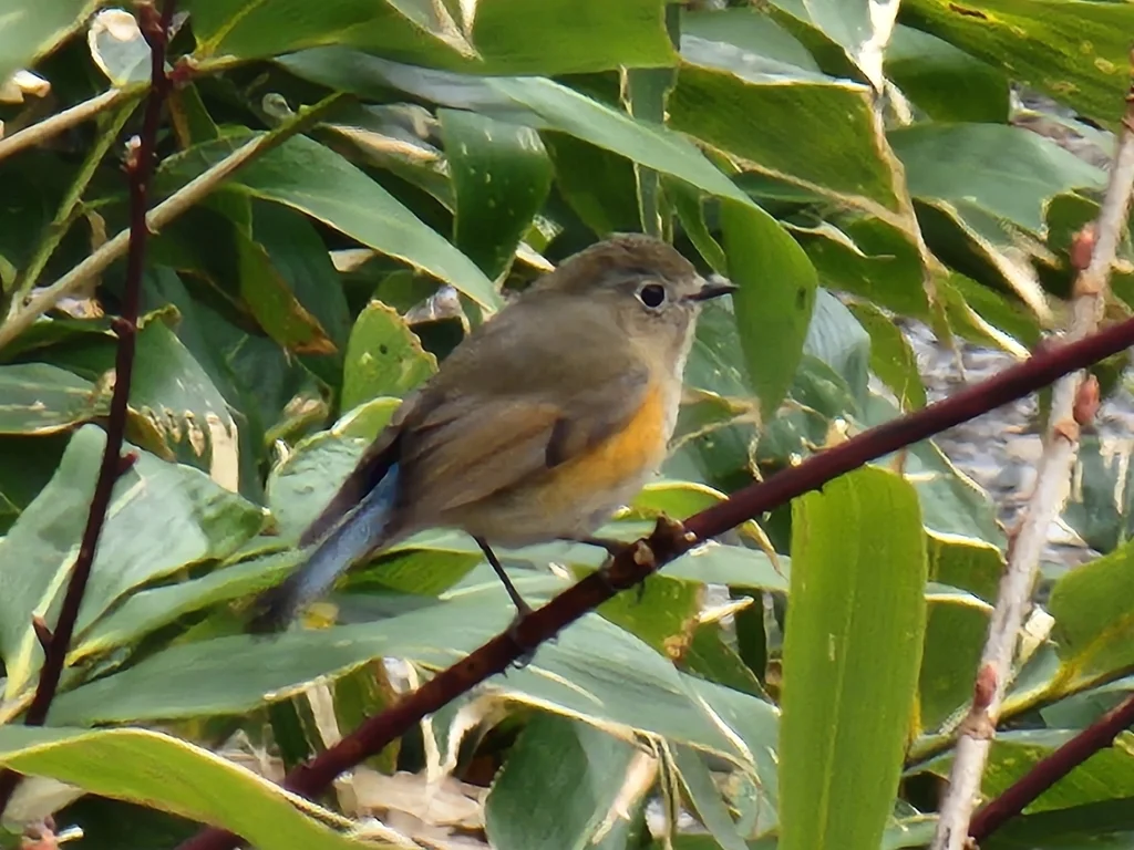 红胁蓝尾鸲(Tarsiger cyanurus)