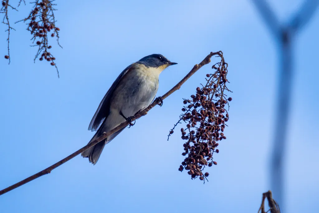 红胁蓝尾鸲(Tarsiger cyanurus)