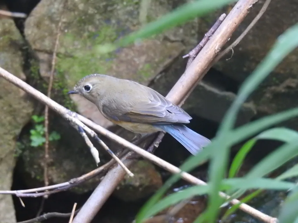 红胁蓝尾鸲(Tarsiger cyanurus)