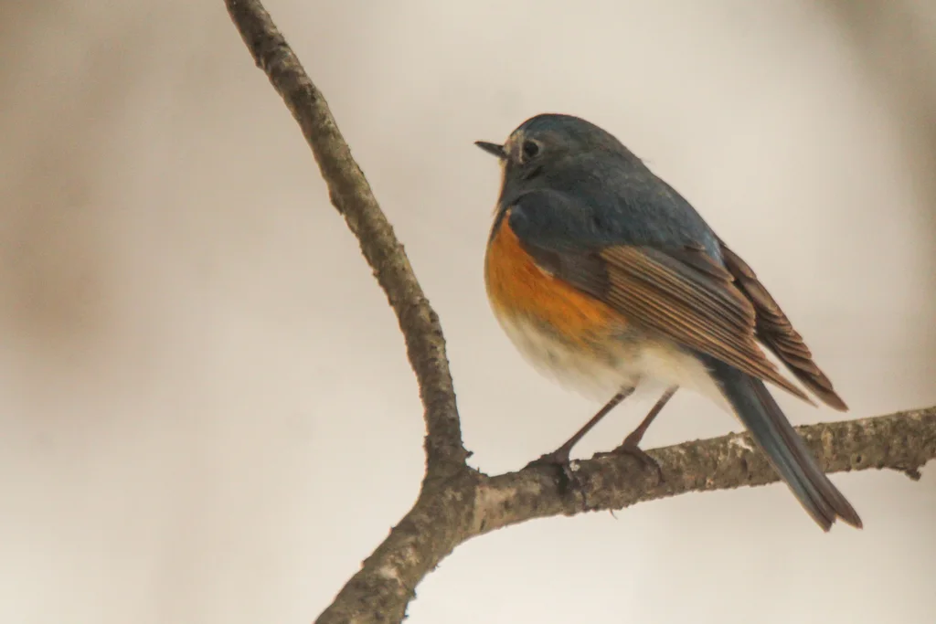 红胁蓝尾鸲(Tarsiger cyanurus)