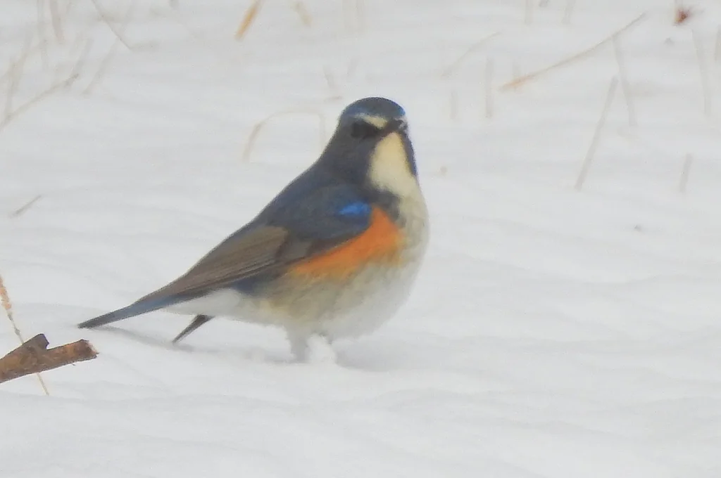 红胁蓝尾鸲(Tarsiger cyanurus)