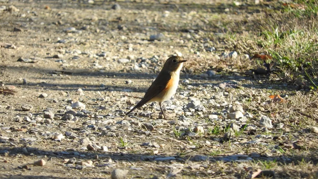 红胁蓝尾鸲(Tarsiger cyanurus)