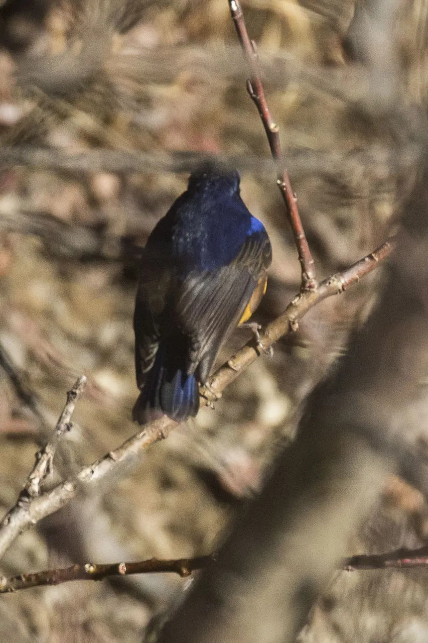 棕腹林鸲(Tarsiger hyperythrus)