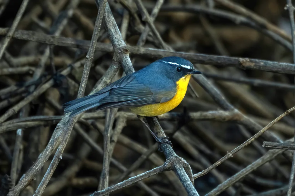 白眉林鸲（Tarsiger indicus）