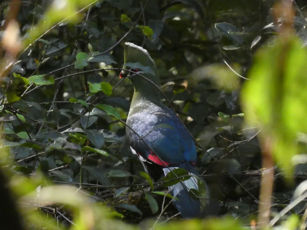 尼斯那蕉鹃(Tauraco corythaix)