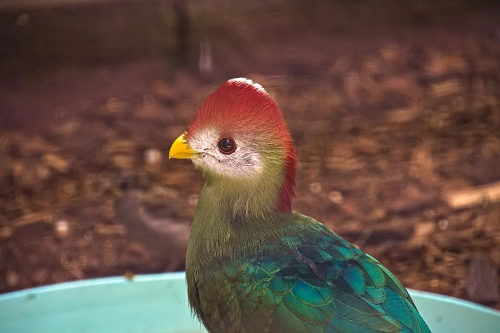 红冠蕉鹃(Tauraco erythrolophus)