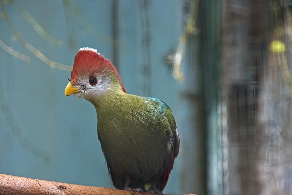 红冠蕉鹃(Tauraco erythrolophus)