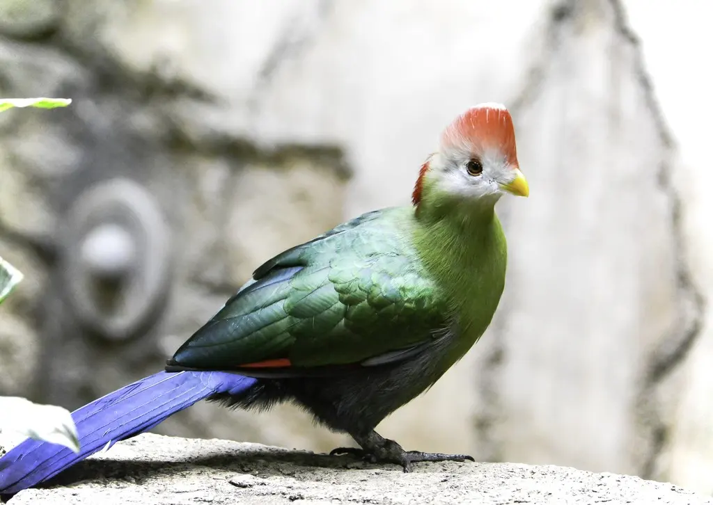 红冠蕉鹃(Tauraco erythrolophus)