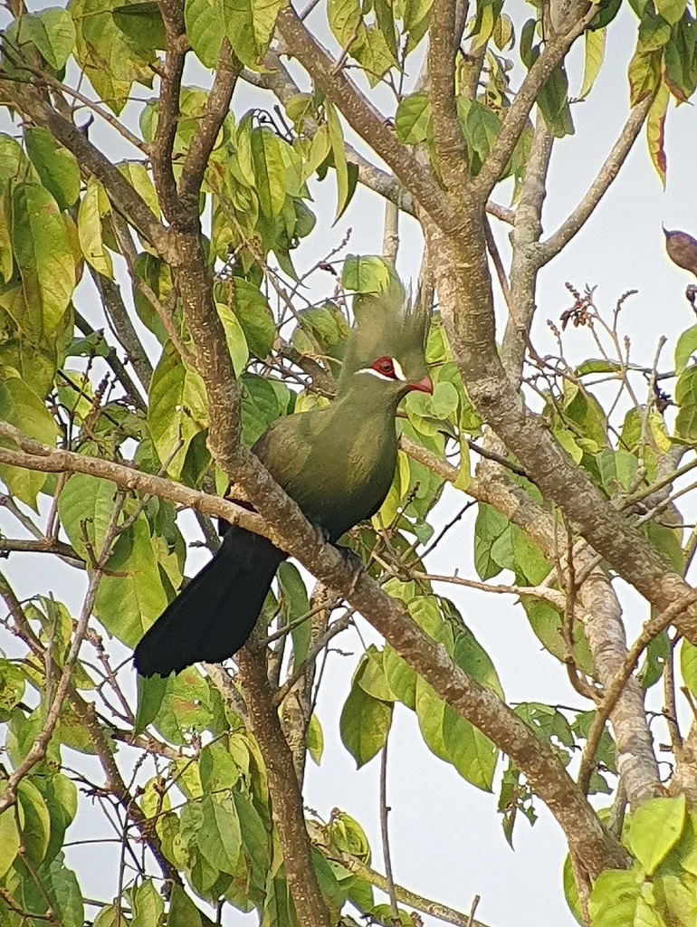 绿冠蕉鹃(Tauraco persa)