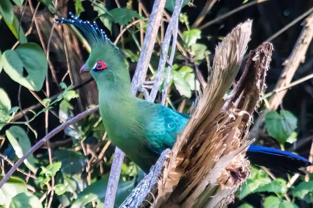 沙氏蕉鹃（Tauraco schalowi）