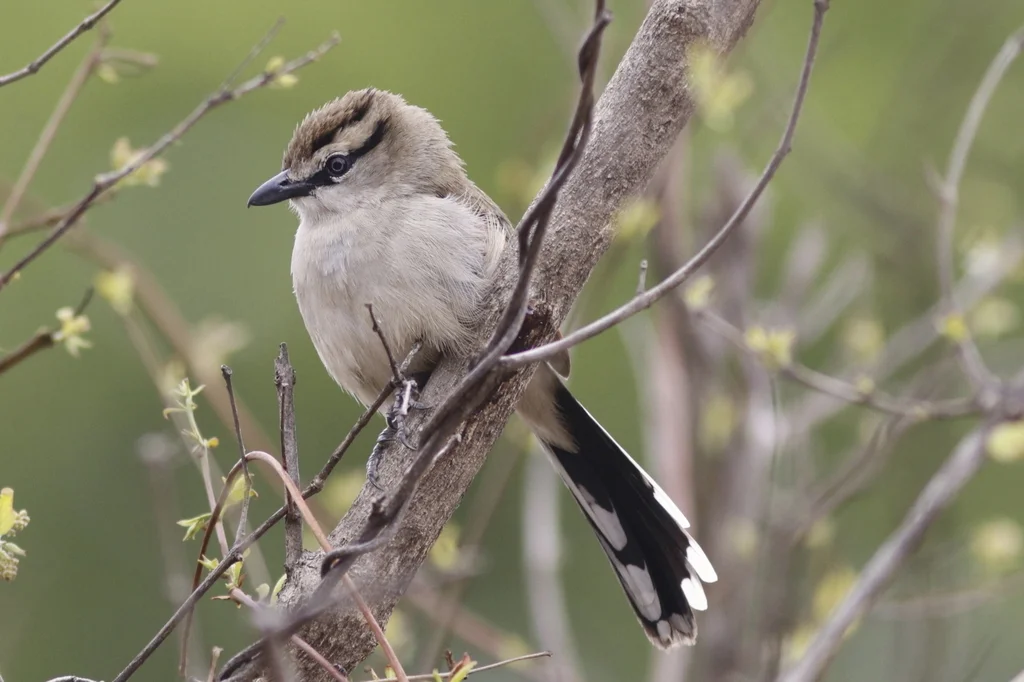 褐冠红翅鵙（Tchagra australis）