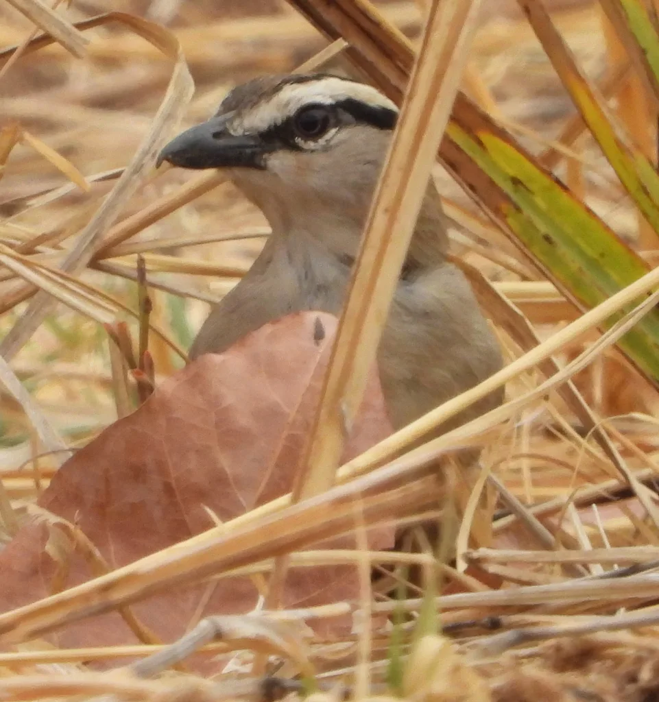 褐冠红翅鵙（Tchagra australis）