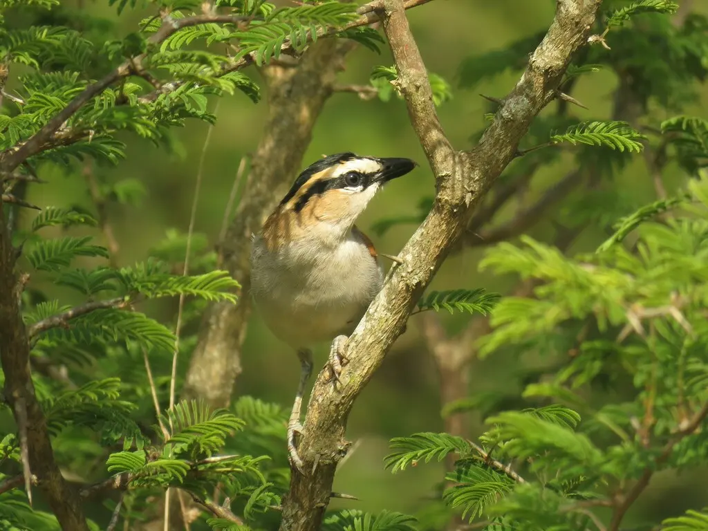 黑冠红翅鵙(Tchagra senegalus)