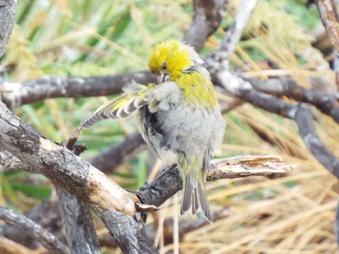 莱岛拟管舌雀