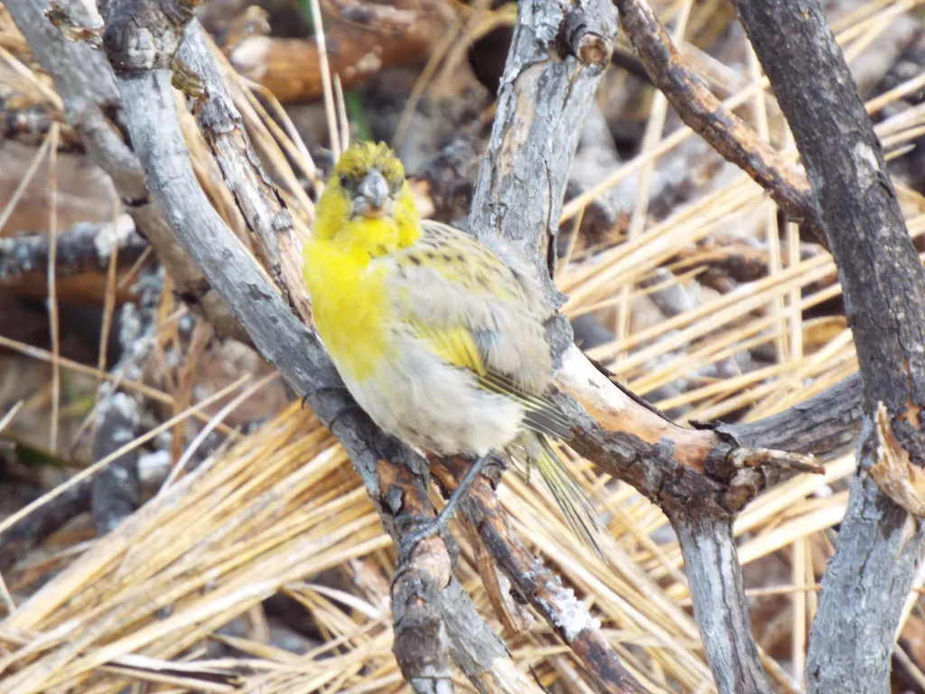 莱岛拟管舌雀(Telespiza cantans)
