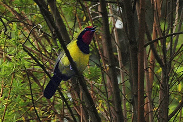杜氏丛鵙(Telophorus dohertyi)