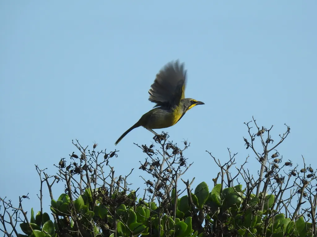 南非丛鵙(Telophorus zeylonus)