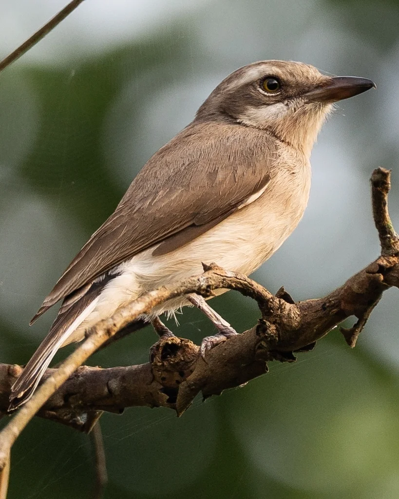 斯里兰卡林鵙(Tephrodornis affinis)