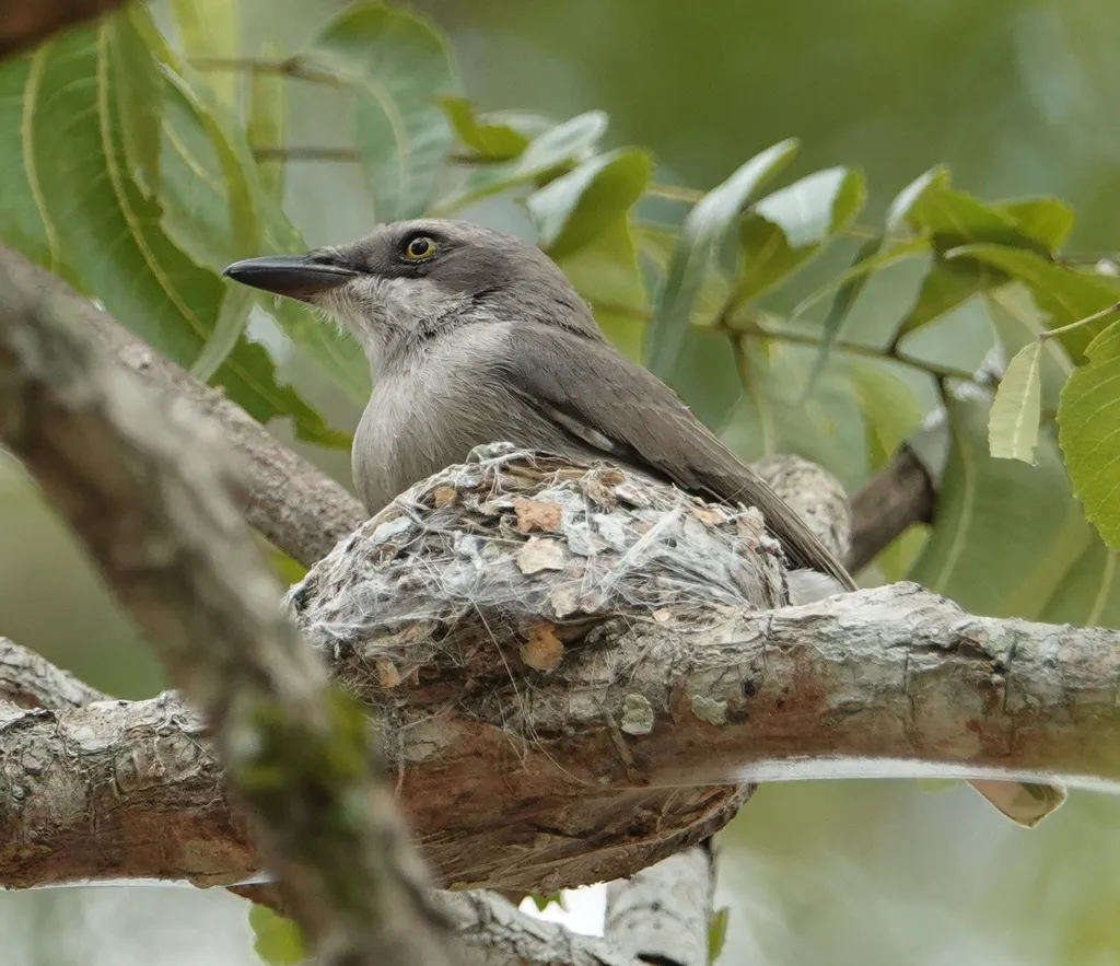 斯里兰卡林鵙(Tephrodornis affinis)