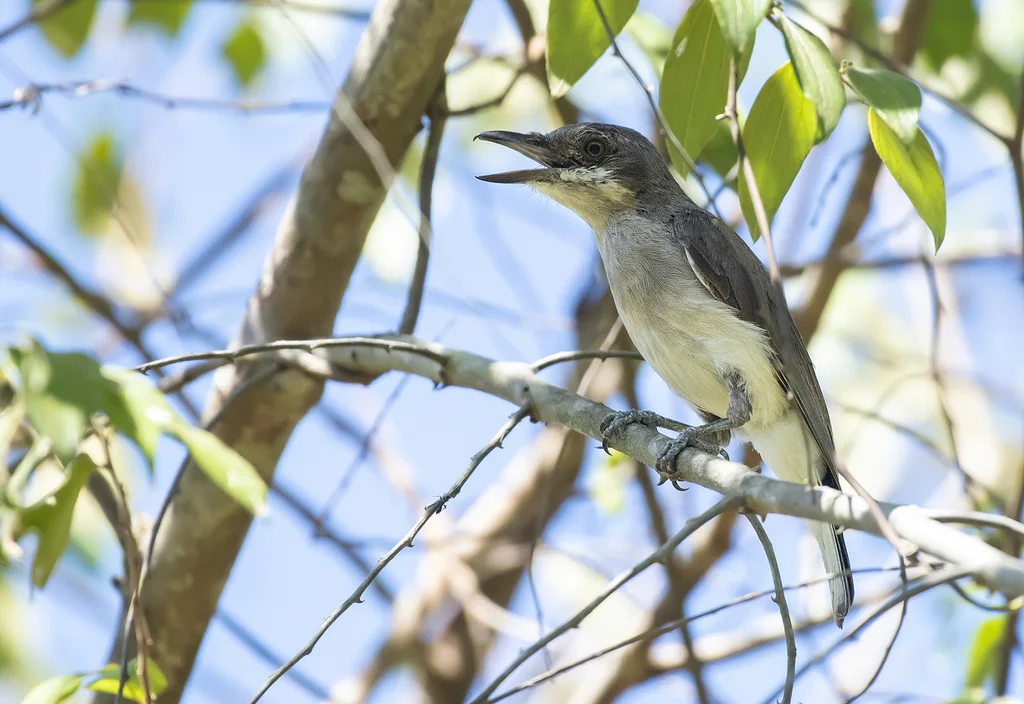 斯里兰卡林鵙(Tephrodornis affinis)