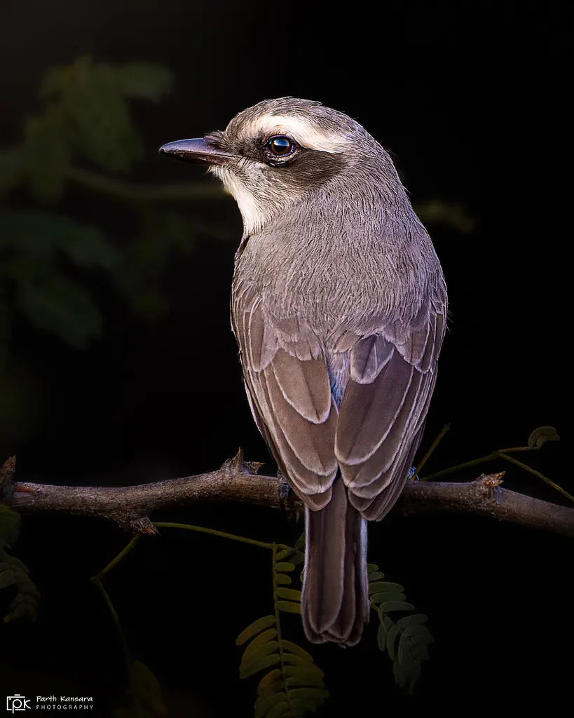 林鵙（Tephrodornis pondicerianus）