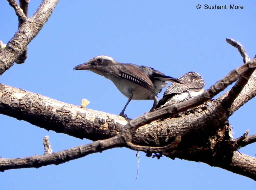 林鵙（Tephrodornis pondicerianus）