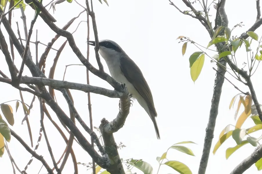 钩嘴林鵙(Tephrodornis virgatus)