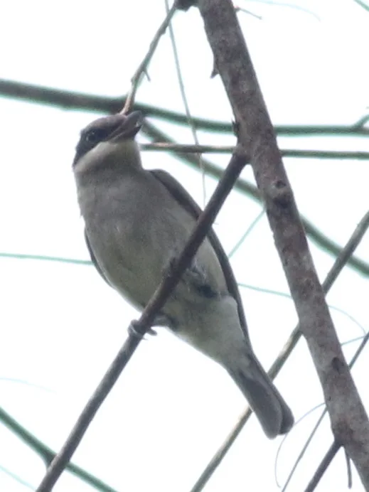 钩嘴林鵙(Tephrodornis virgatus)