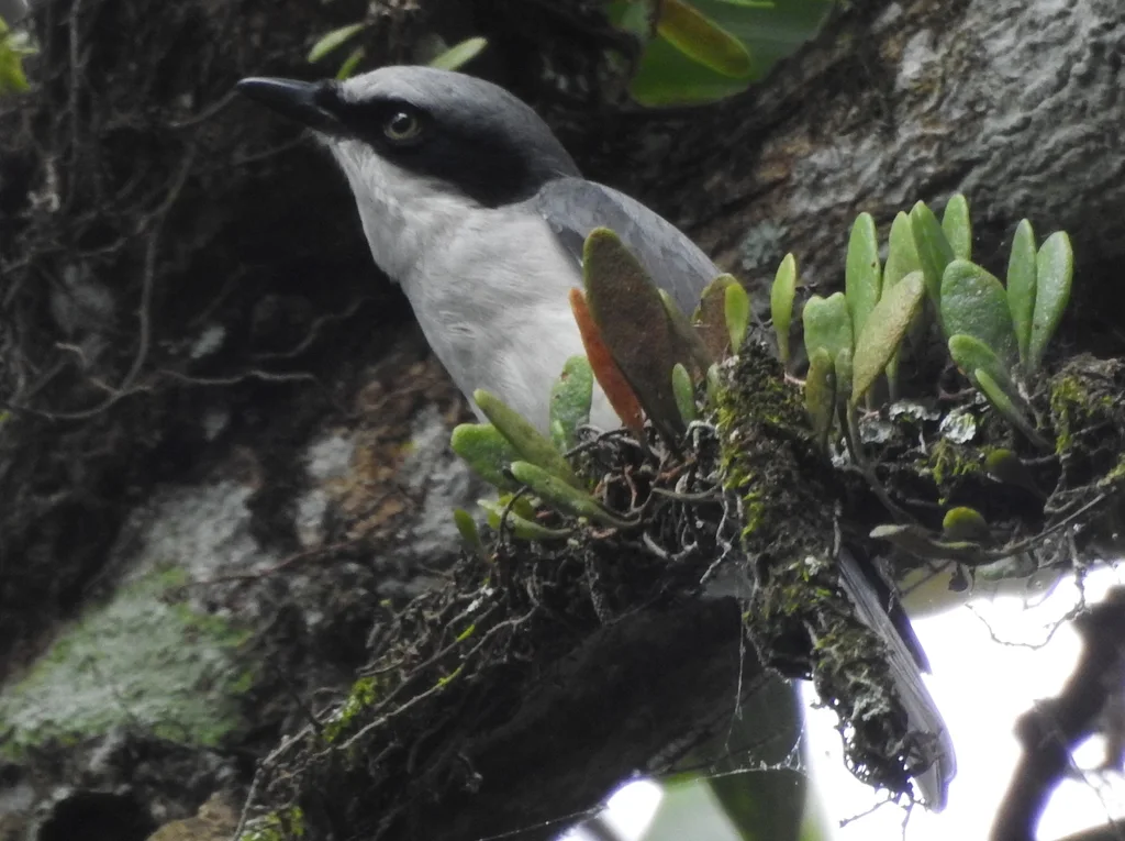 钩嘴林鵙(Tephrodornis virgatus)